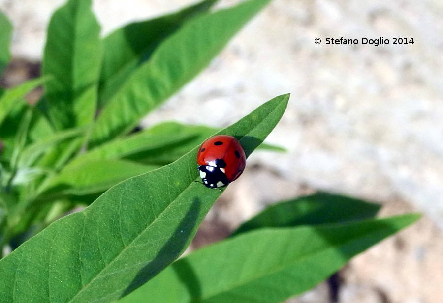 coccinella israeliana: C. septempunctata.